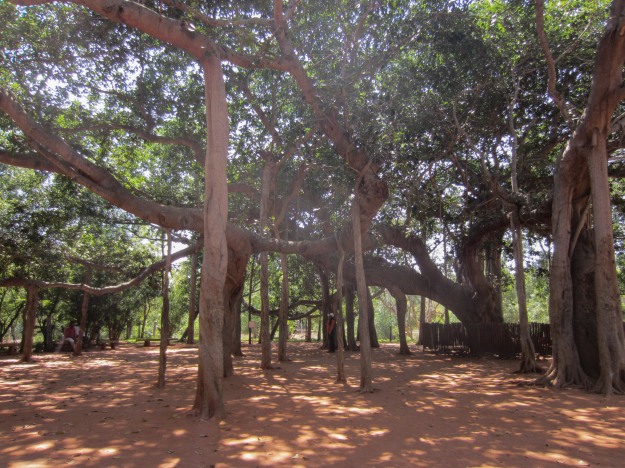 Most amazing tree I have ever seen, a giant Banyan in Auroville, India
