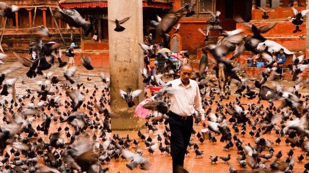 Pigeon Man, Durbar Square Kathmandu